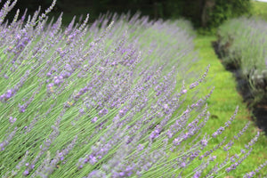 Lavender Festival 2025