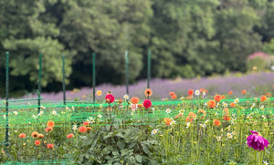 Lavender Festival 2025