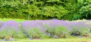 Lavender Festival 2025